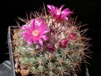 Thumbnail of 1924_Mammillaria tayloriorum San Pedro Nolasco Island_20180507(1).JPG